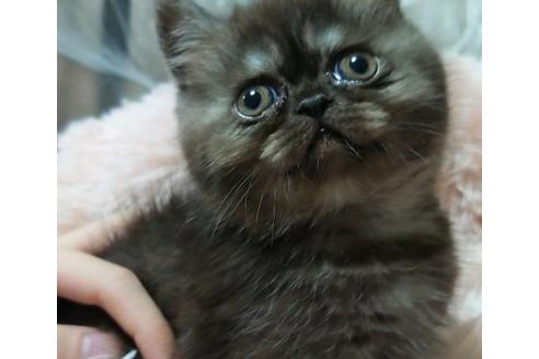 成約済の愛知県のエキゾチックショートヘア-25443の4枚目