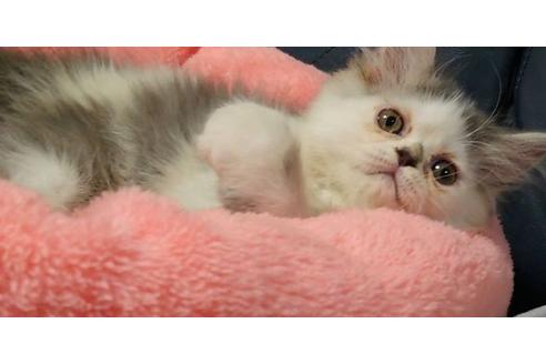 成約済の愛知県のエキゾチックショートヘア-25445の2枚目