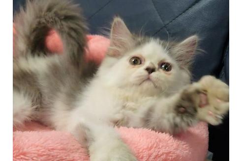 成約済の愛知県のエキゾチックショートヘア-25445の1枚目