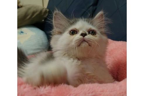 成約済の愛知県のエキゾチックショートヘア-25445の3枚目