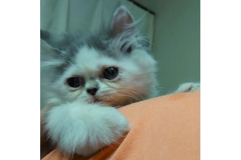 成約済の愛知県のエキゾチックショートヘア-25445の4枚目