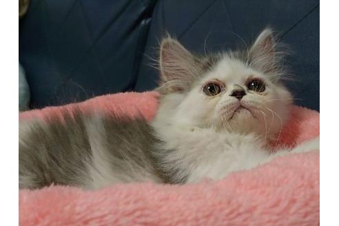 成約済の愛知県のエキゾチックショートヘア-25445の5枚目