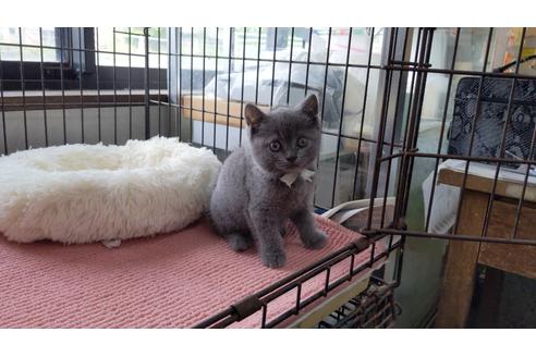 成約済の茨城県のブリティッシュショートヘア-25467の3枚目