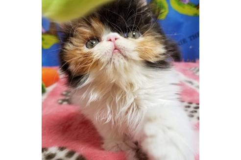 成約済の京都府のエキゾチックショートヘア-25477の2枚目