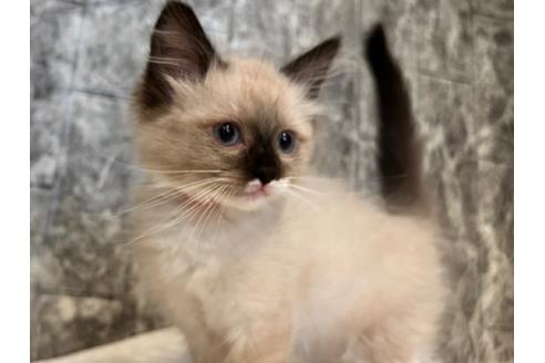 成約済の東京都のラグドール-24461の5枚目