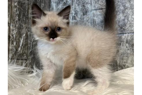 成約済の東京都のラグドール-24461