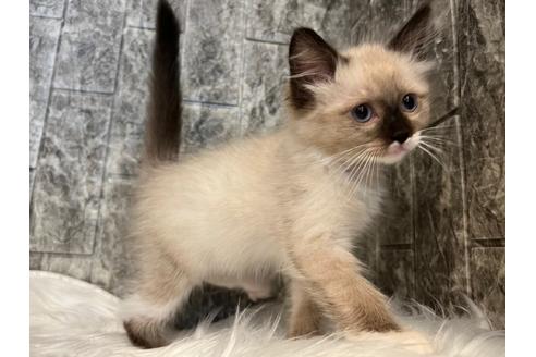 成約済の東京都のラグドール-24461の4枚目