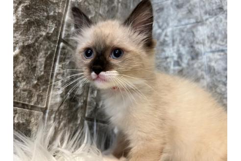 成約済の東京都のラグドール-24461の3枚目