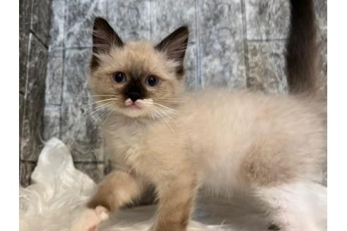 成約済の東京都のラグドール-24461の2枚目