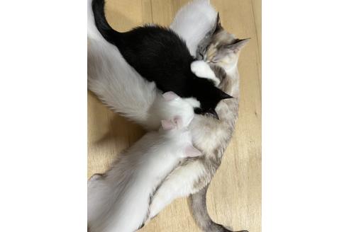 成約済の埼玉県のミックス-25417の5枚目