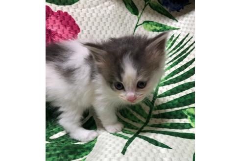 大阪府のマンチカン 女の子 22 04 21生まれ 可愛いお顔の女の子 子猫id 256 子猫ブリーダーナビ