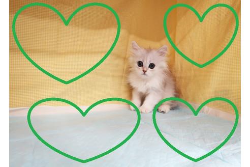 成約済の東京都のペルシャ-25737の1枚目