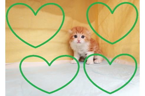 成約済の東京都のスコティッシュフォールド-25738の1枚目