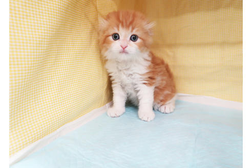 成約済の東京都のスコティッシュフォールド-25738の2枚目