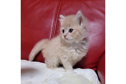 成約済の埼玉県のサイベリアン-25804の1枚目