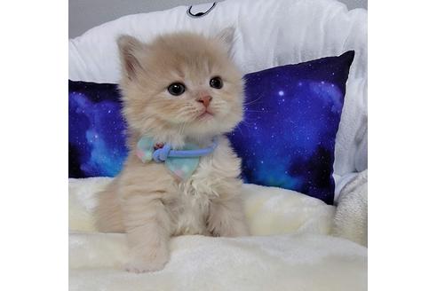 成約済の埼玉県のサイベリアン-25804の5枚目