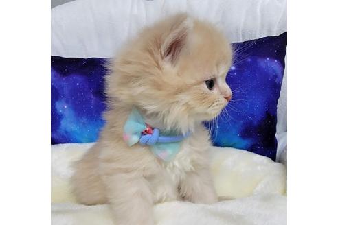 成約済の埼玉県のサイベリアン-25804の4枚目