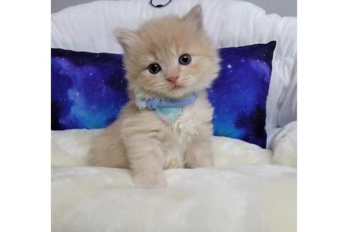 成約済の埼玉県のサイベリアン-25804の3枚目