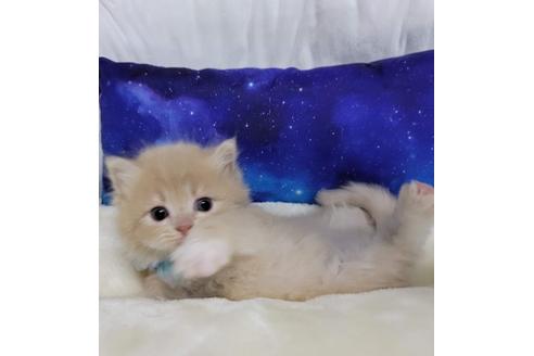 成約済の埼玉県のサイベリアン-25804の2枚目