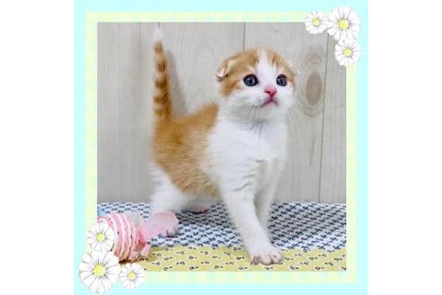 成約済の大阪府のスコティッシュフォールド-25847の1枚目