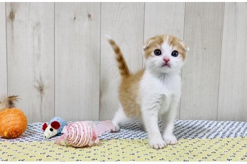 成約済の大阪府のスコティッシュフォールド-25847の6枚目