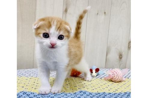 成約済の大阪府のスコティッシュフォールド-25847の2枚目