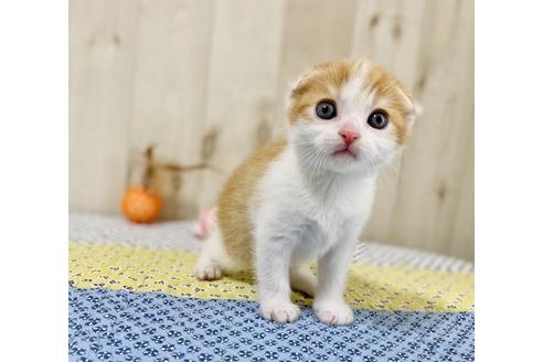 成約済の大阪府のスコティッシュフォールド-25847の5枚目