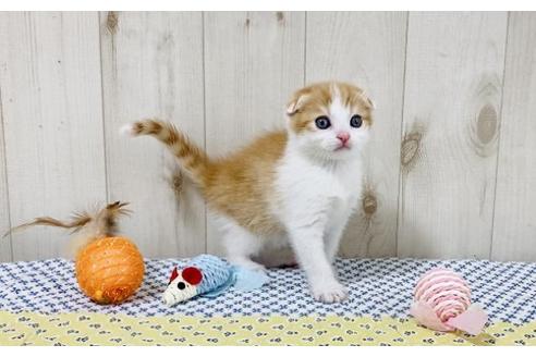 成約済の大阪府のスコティッシュフォールド-25847の3枚目