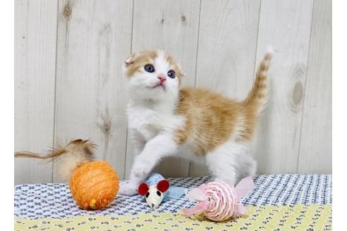 成約済の大阪府のスコティッシュフォールド-25847の4枚目