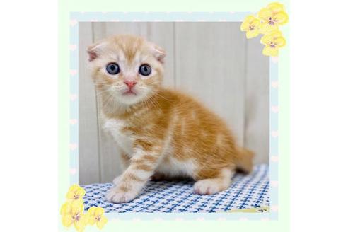 成約済の大阪府のスコティッシュフォールド-25848の1枚目