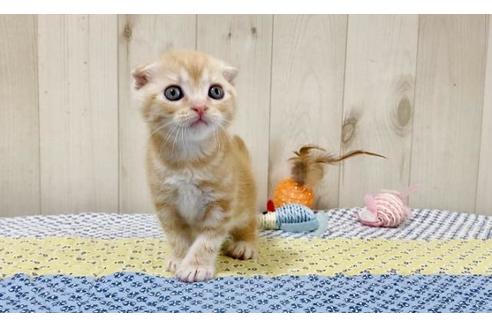 成約済の大阪府のスコティッシュフォールド-25848の4枚目