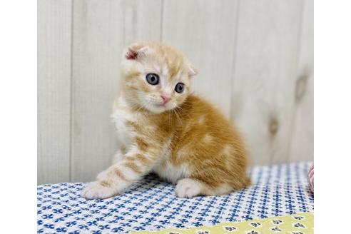 成約済の大阪府のスコティッシュフォールド-25848の5枚目