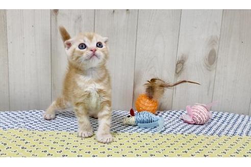 成約済の大阪府のスコティッシュフォールド-25848の2枚目