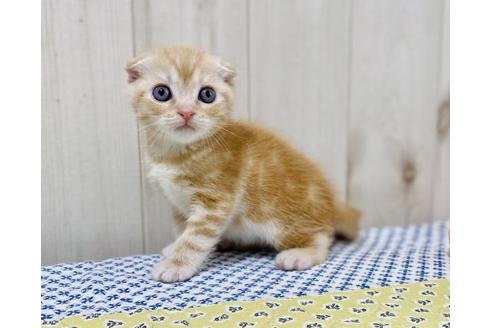 成約済の大阪府のスコティッシュフォールド-25848の3枚目