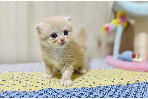 成約済の大阪府のスコティッシュストレート-25850の5枚目