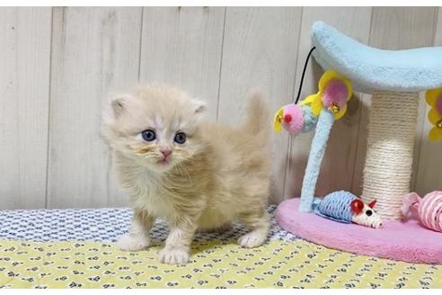 成約済の大阪府のスコティッシュストレート-25850の3枚目