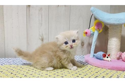 成約済の大阪府のスコティッシュストレート-25850の4枚目