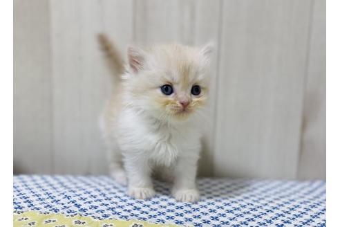 成約済の大阪府のスコティッシュストレート-25851の5枚目