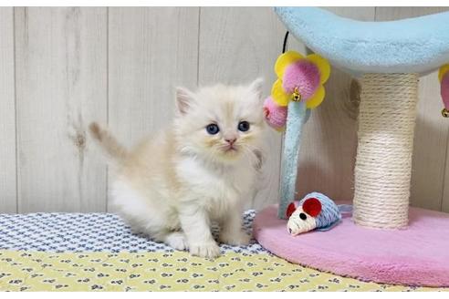 成約済の大阪府のスコティッシュストレート-25851の4枚目