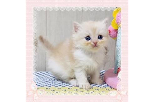 成約済の大阪府のスコティッシュストレート-25851の1枚目