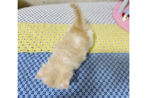 成約済の大阪府のスコティッシュストレート-25851の2枚目