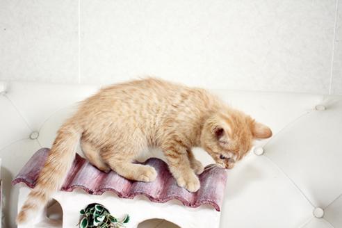 成約済の佐賀県のスコティッシュフォールド-22347の2枚目