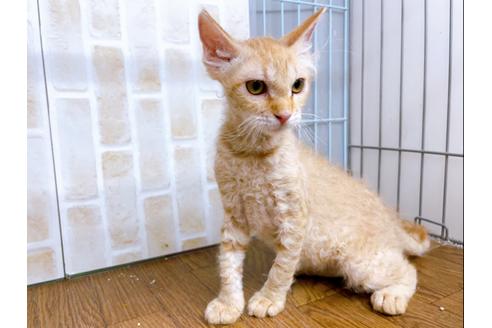 成約済の東京都のその他の猫種-23007の7枚目