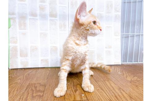 成約済の東京都のその他の猫種-23007の6枚目