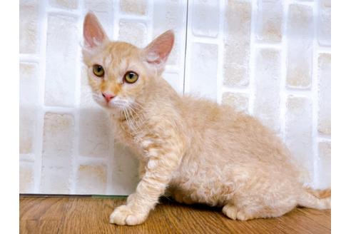 成約済の東京都のその他の猫種-23007の5枚目