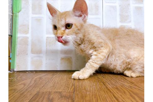 成約済の東京都のその他の猫種-23007の4枚目