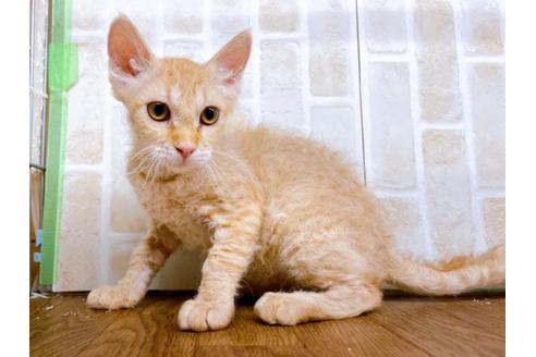 その他の猫種の子猫を探す 21ページ目 子猫ブリーダーナビ