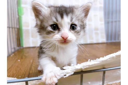 成約済の東京都のマンチカン-25965の4枚目