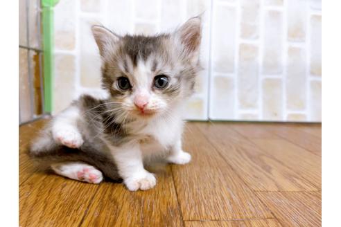 成約済の東京都のマンチカン-25965の5枚目