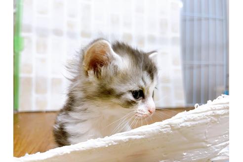 成約済の東京都のマンチカン-25965の6枚目